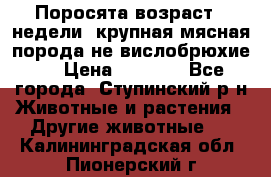 Поросята возраст 4 недели, крупная мясная порода(не вислобрюхие ) › Цена ­ 4 000 - Все города, Ступинский р-н Животные и растения » Другие животные   . Калининградская обл.,Пионерский г.